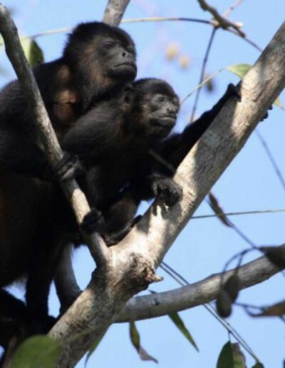 Monkeys